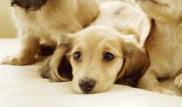 狗狗最新爆料视频大全下载,萌宠瞬间，笑料横生！